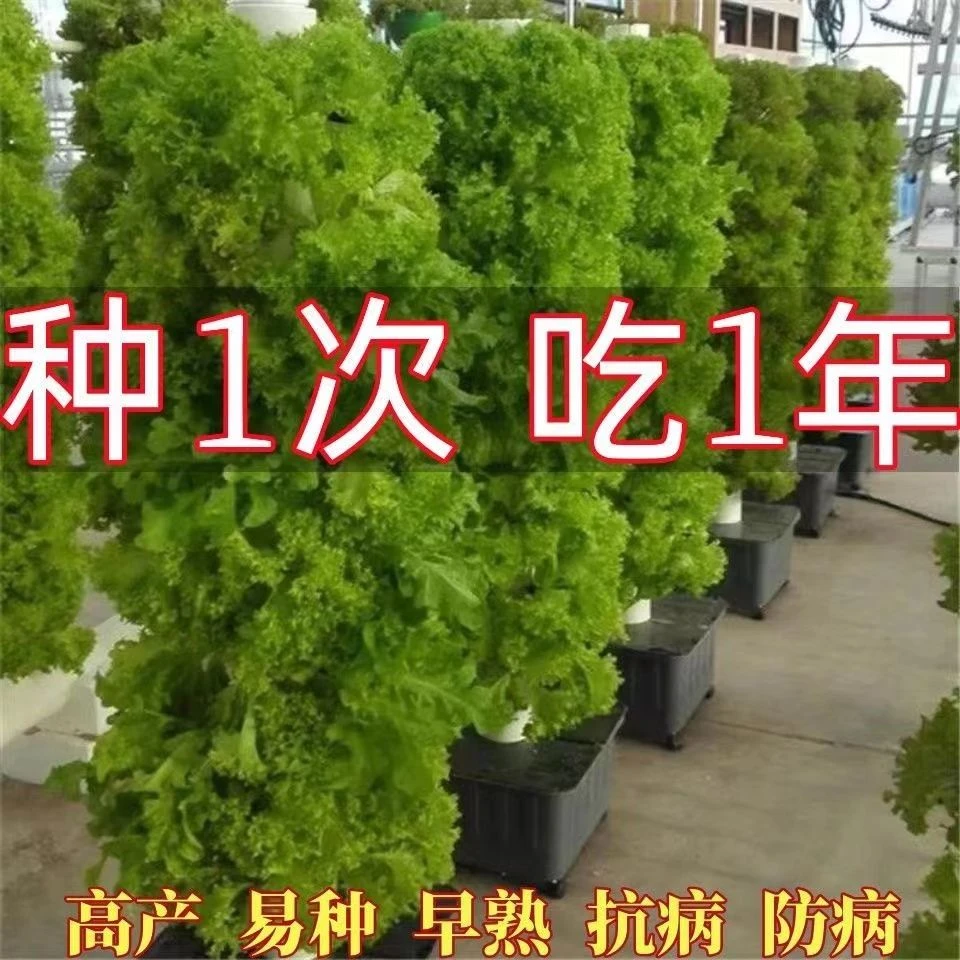 生菜树种四季生菜子种脆嫩生吃生菜种阳台盆栽蔬菜种大全庭院新鲜