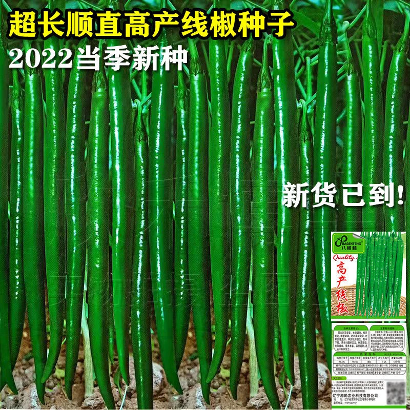 万斤亩超长顺直线椒种子超辣高产辣椒种子花盆栽南方蔬菜种子春季