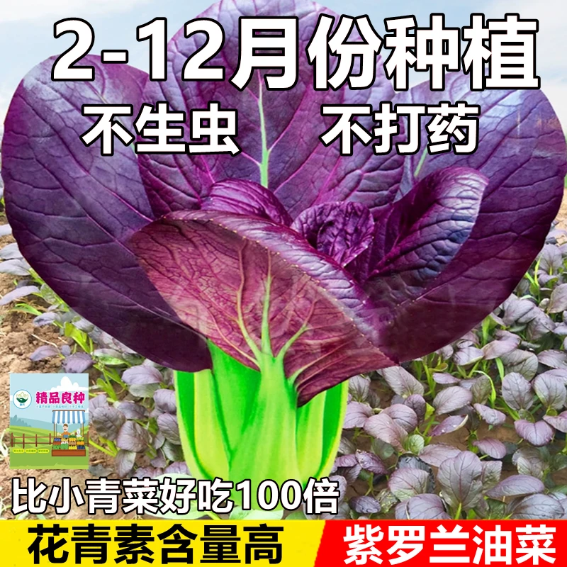 紫罗兰油菜种子一年四季种紫色油菜种籽孑小青菜白菜四季蔬菜种子