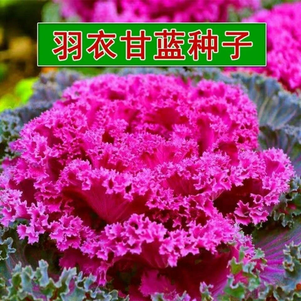 紫羽衣甘蓝种子秋季冬季紫色羽衣甘蓝种子耐寒四季阳台耐寒可食用