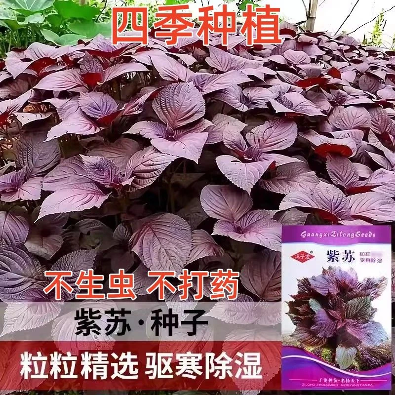 大叶紫苏种子籽苏子叶可食用双面紫苏子耐寒四季阳台庭院蔬菜种子