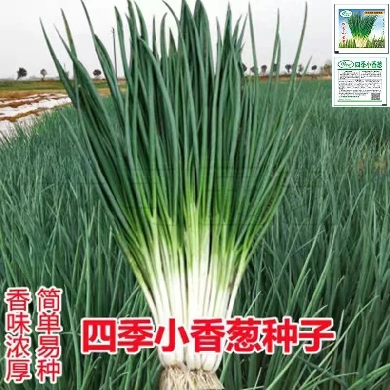 小香葱籽种子四季易种小葱种子阳台室内盆栽葱种子批发家庭菜种子
