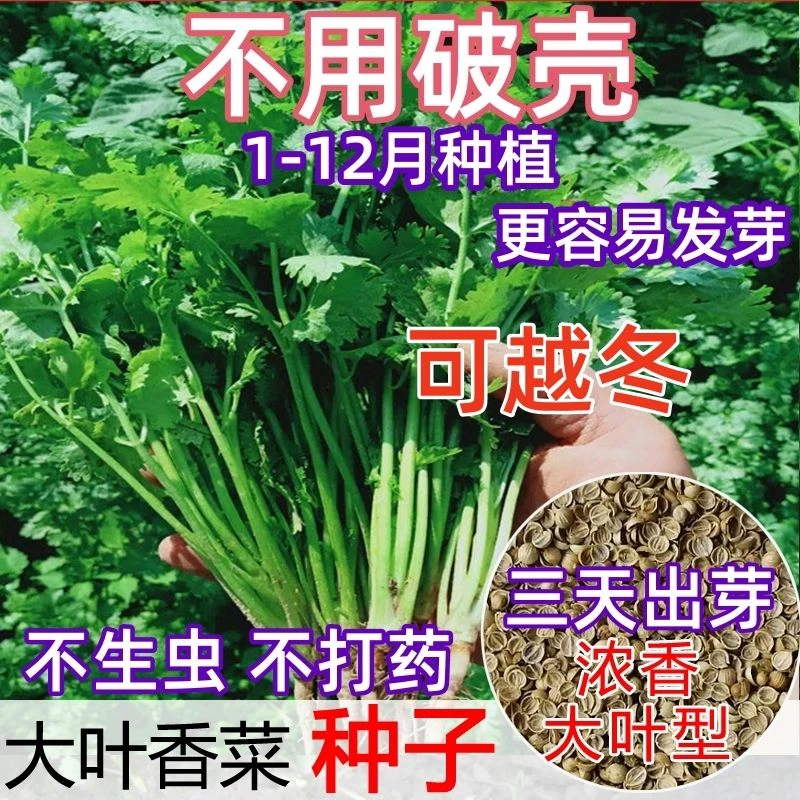 【可越冬】香菜种子四季大叶香菜芫荽种子耐寒抗冻秋冬季蔬菜种子