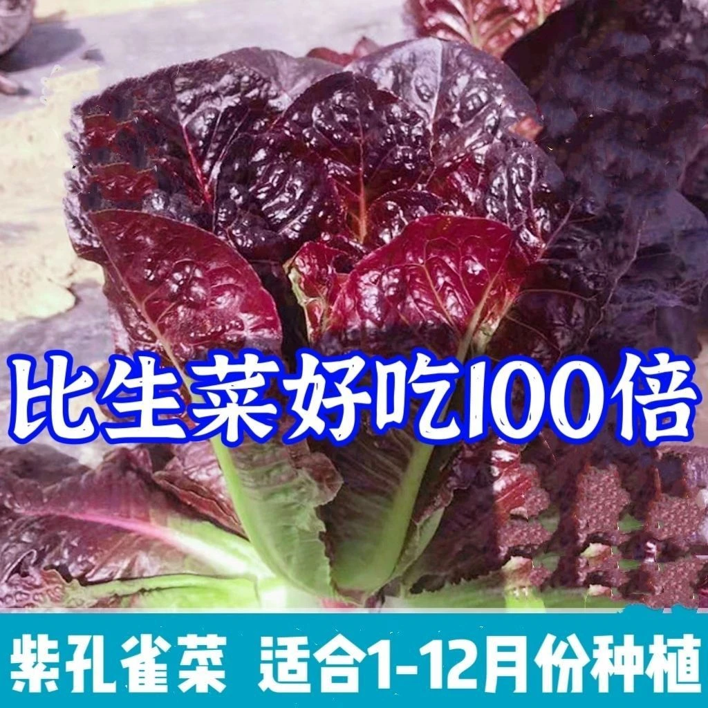 紫孔雀菜罗马直立生菜新鲜蔬菜沙拉菜生吃甜脆多汁孔雀菜四季种子