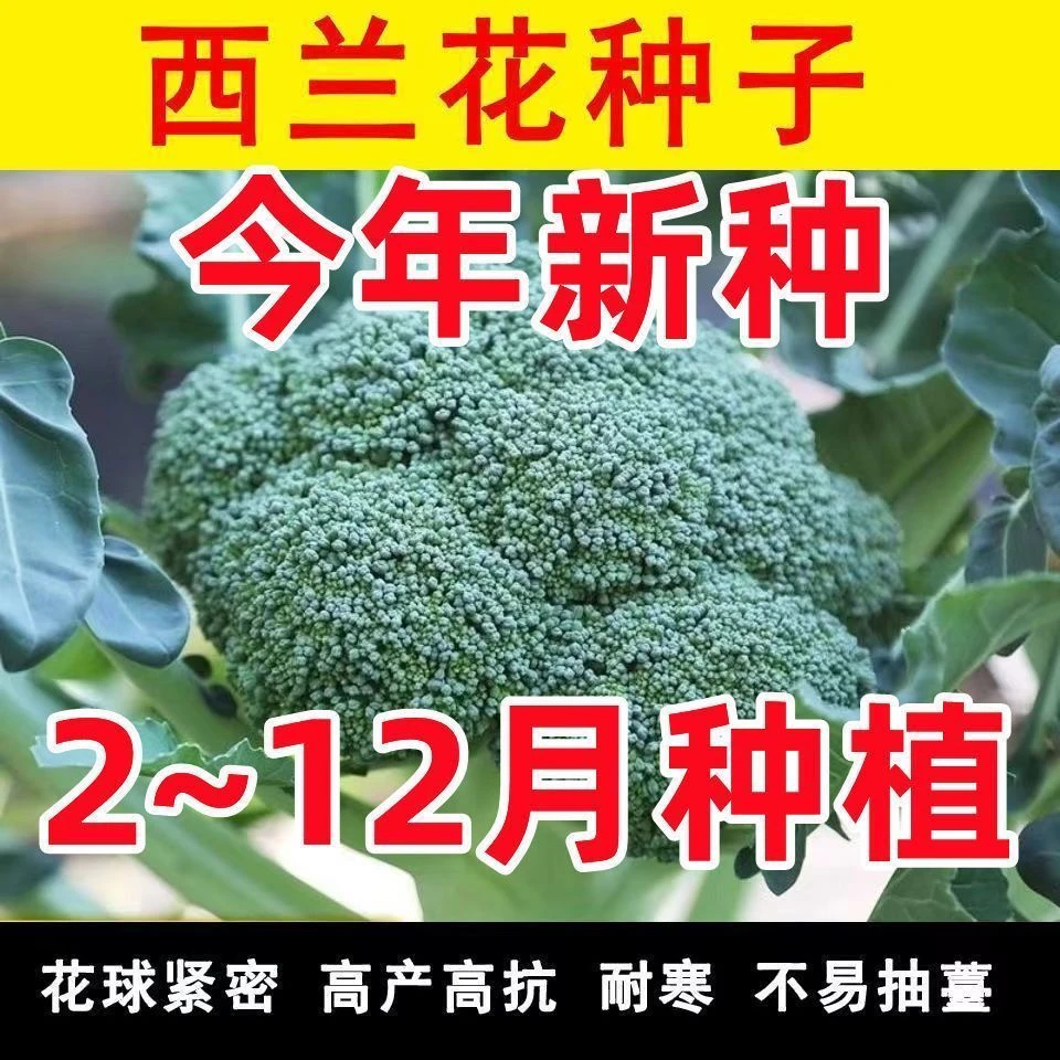 西兰花种子春夏秋季花椰菜籽高产耐热抗寒四季有机绿菜花青花菜种