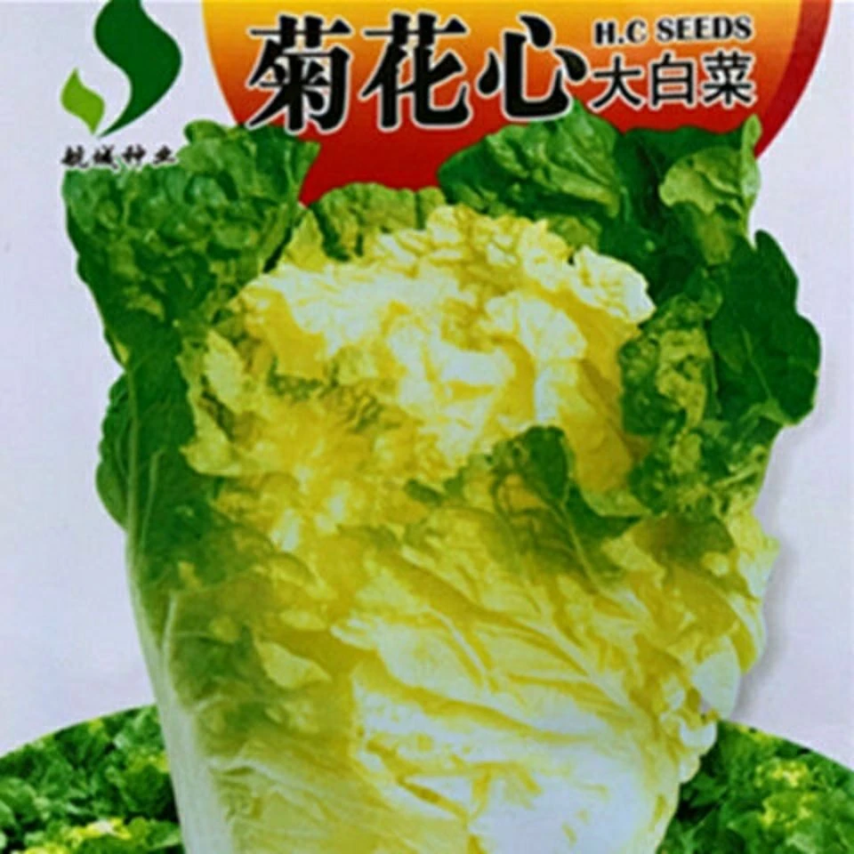 菊花心大白菜种子黄心大白菜耐热早熟阳台庭院秋季四季蔬菜种子