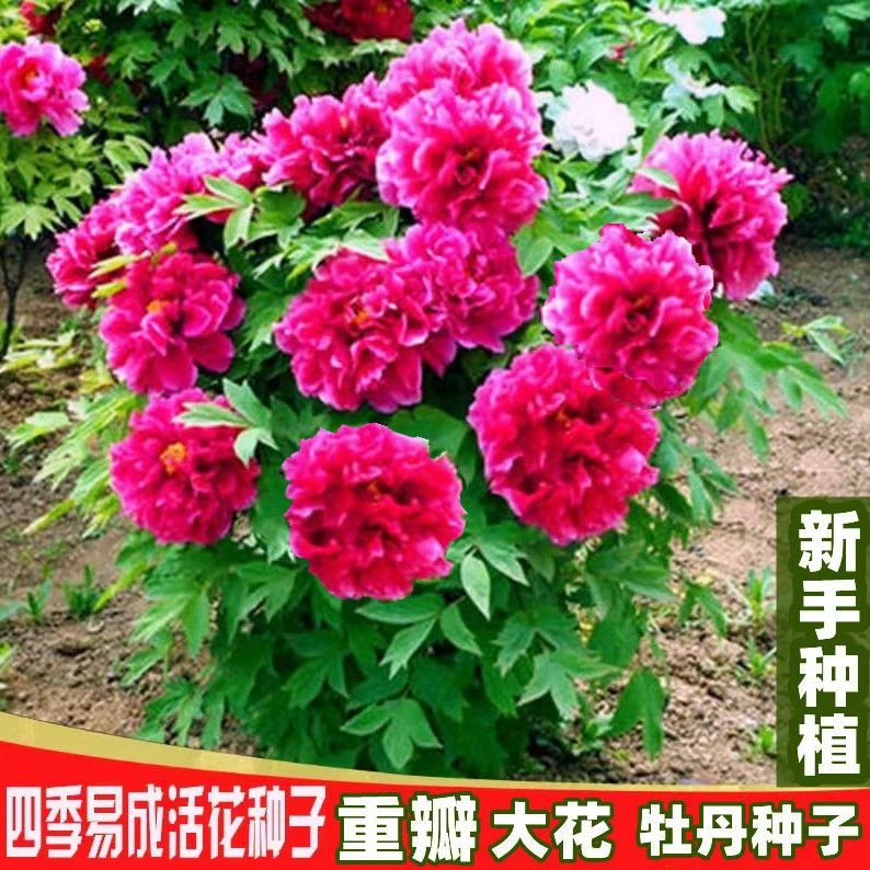 大花牡丹花种子洛阳牡丹芍药花种子春播多年生花卉盆栽阳台景观