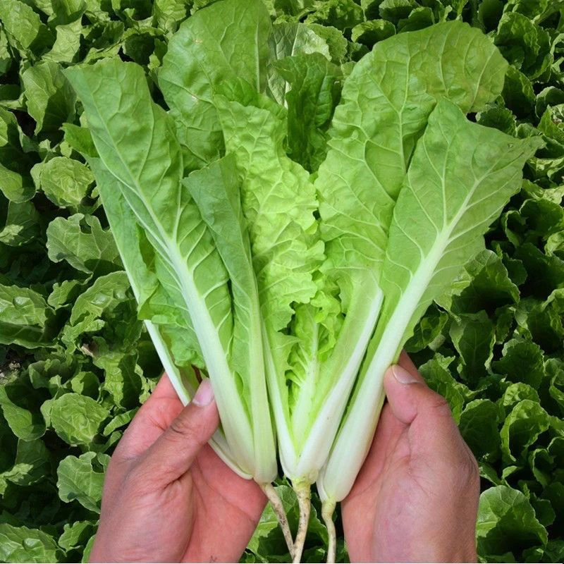 四季奶油小白菜快菜小青菜春夏秋冬四季阳台可盆栽速生绿植蔬菜