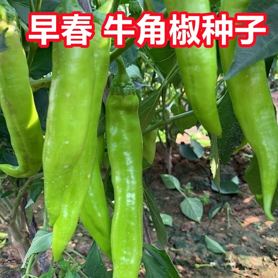 【今年新种】特大牛角椒种子羊角青椒尖椒辣椒苗高产春季蔬菜种子