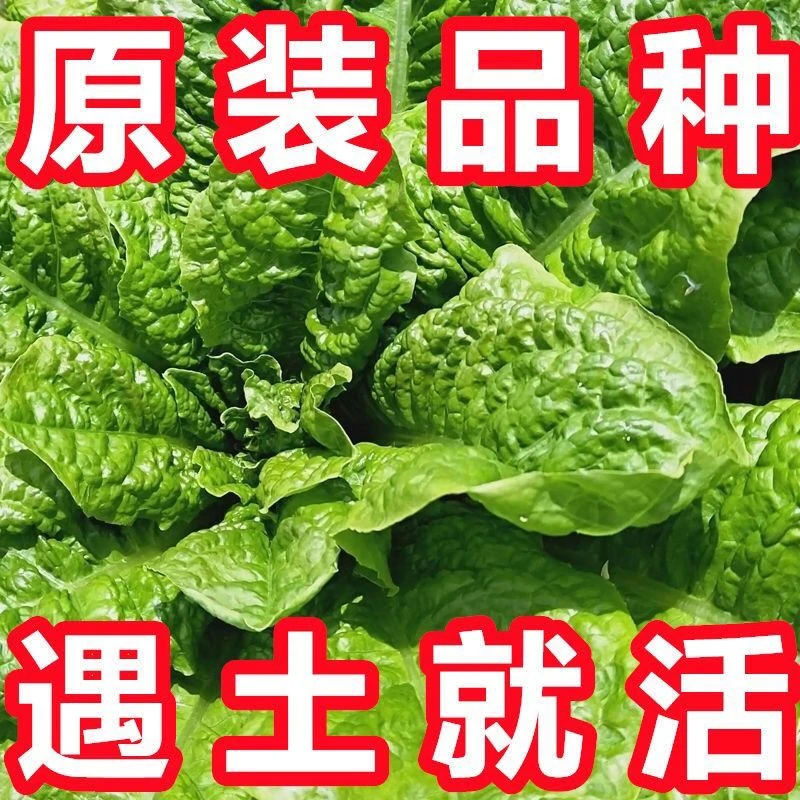 皱叶莴麻菜种子窝鸡菜种籽叶用莴苣莴笋叶曲麻菜春秋四季蔬菜种孑