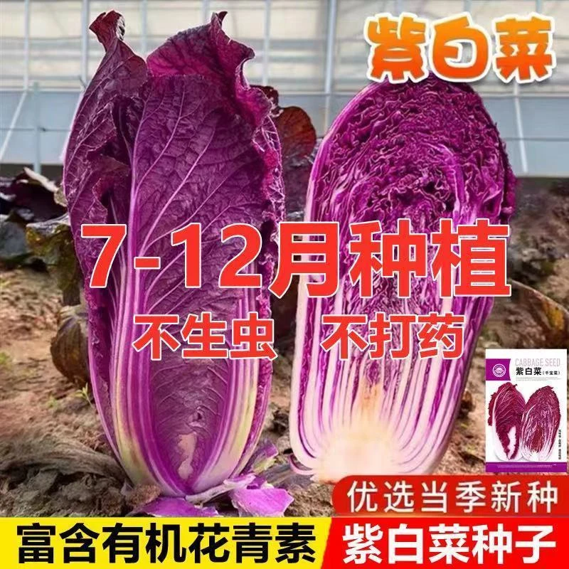 营养紫白菜种子里外紫色大白菜种籽四季播种庭院田地有机蔬菜籽