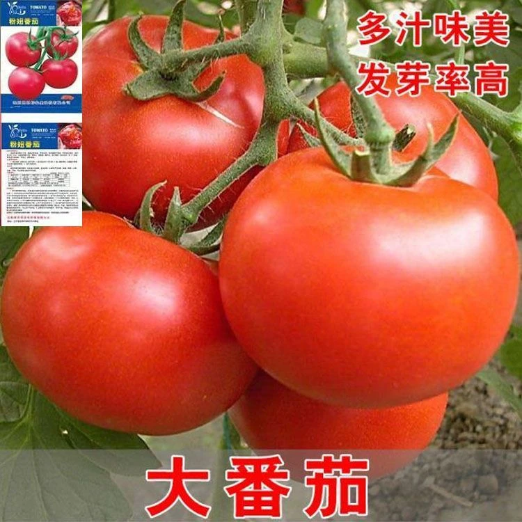 大红番茄种子 耐热西红柿种籽 抗高温 不裂果  阳台盆栽果蔬种植