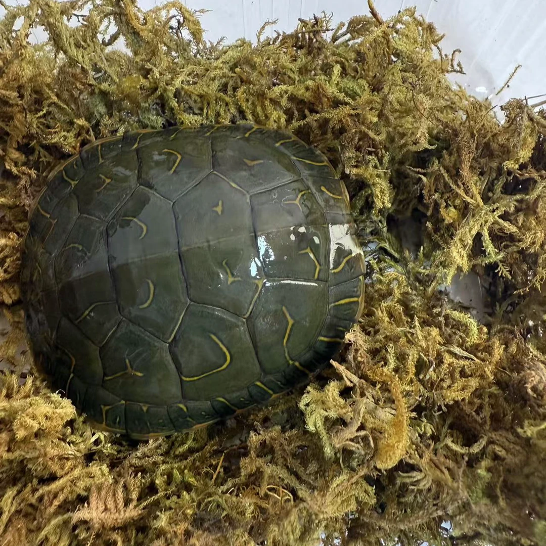 西部锦龟 外塘冷水龟【蜡笔小龟】