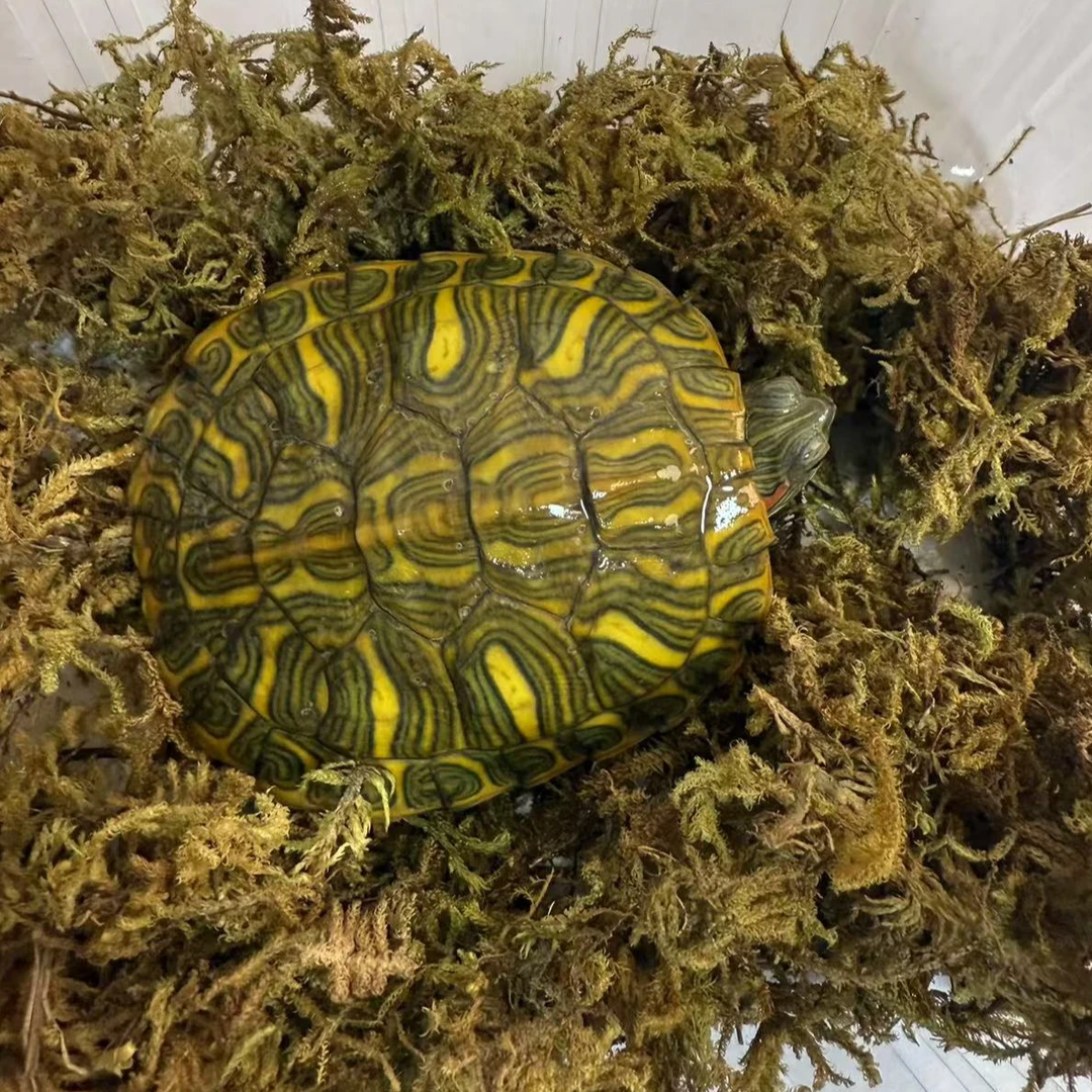 格兰德彩龟【蜡笔小龟】