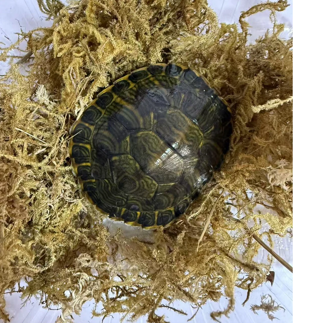 黄耳龟 外塘冷水龟【蜡笔小龟】