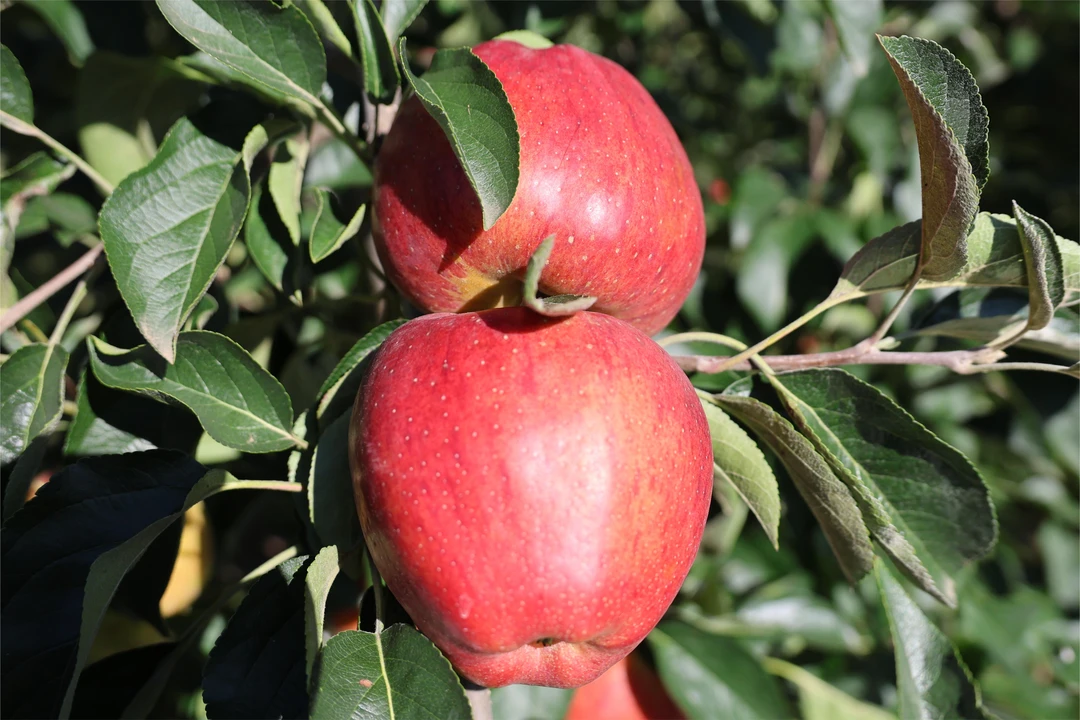 云南昭通苹果红露苹果云南昭通高山天然鲜脆多汁香甜苹果昭通苹果