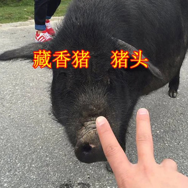 【猪头】以实际称重为准 8斤左右 生态藏香猪跑山猪现