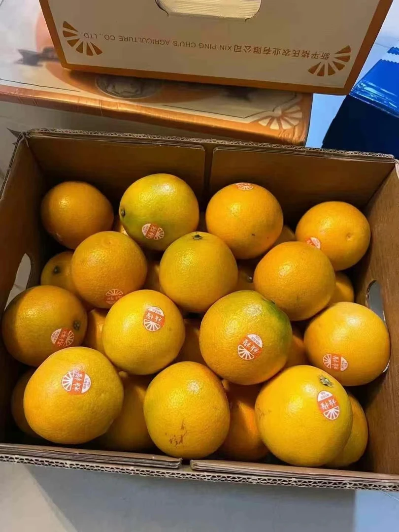 橙褚橙5000g 箱装