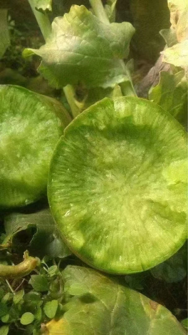 水果萝卜1根约1-1.3斤（沙窝萝卜）