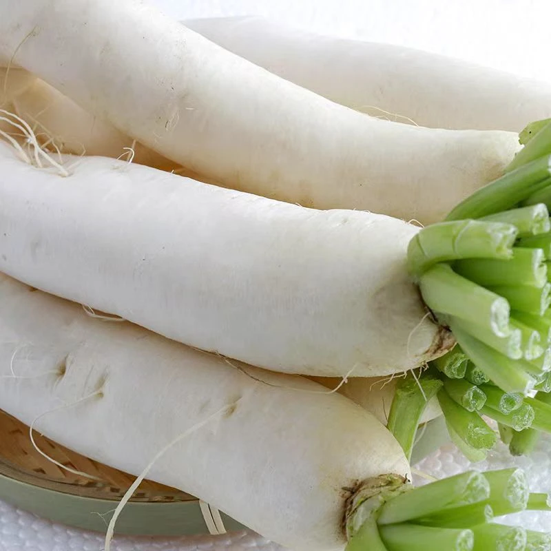 现挖新鲜白罗卜约1000克