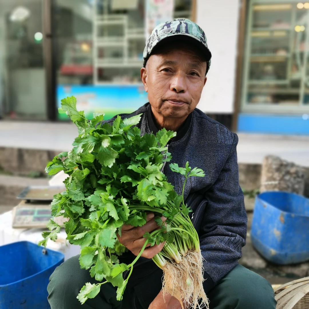 湖南衡阳本地农户种植小芹菜