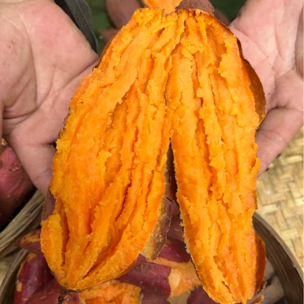 沙地糖心西瓜红蜜薯香甜软糯 无筋无丝老少皆宜坏果包赔5斤