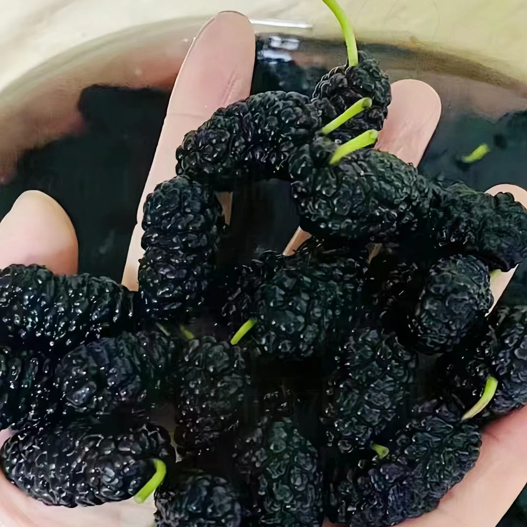 大凉山甜桑葚（2斤装）