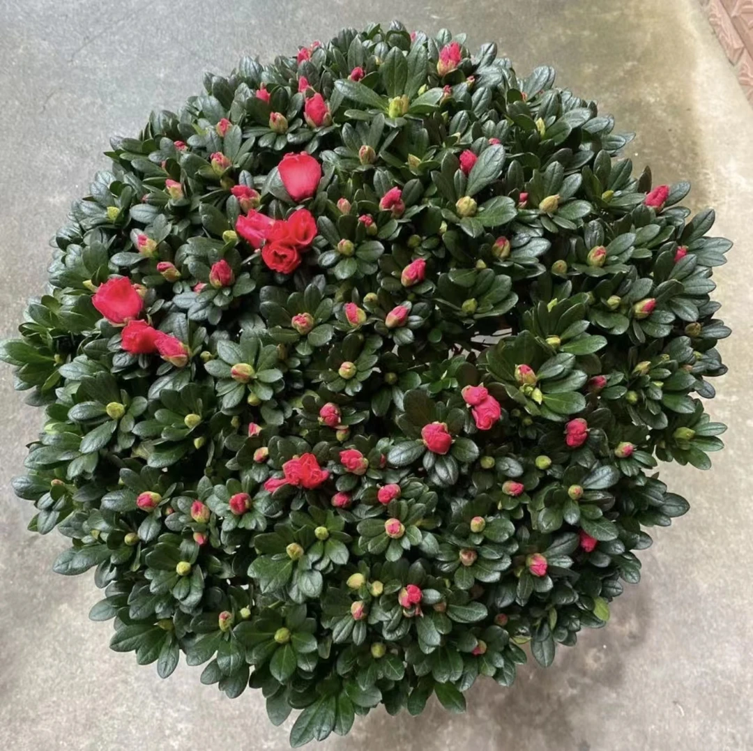 精选杜鹃花盆栽比利时红宝石杨梅红带花带花苞四季开花庭院家居