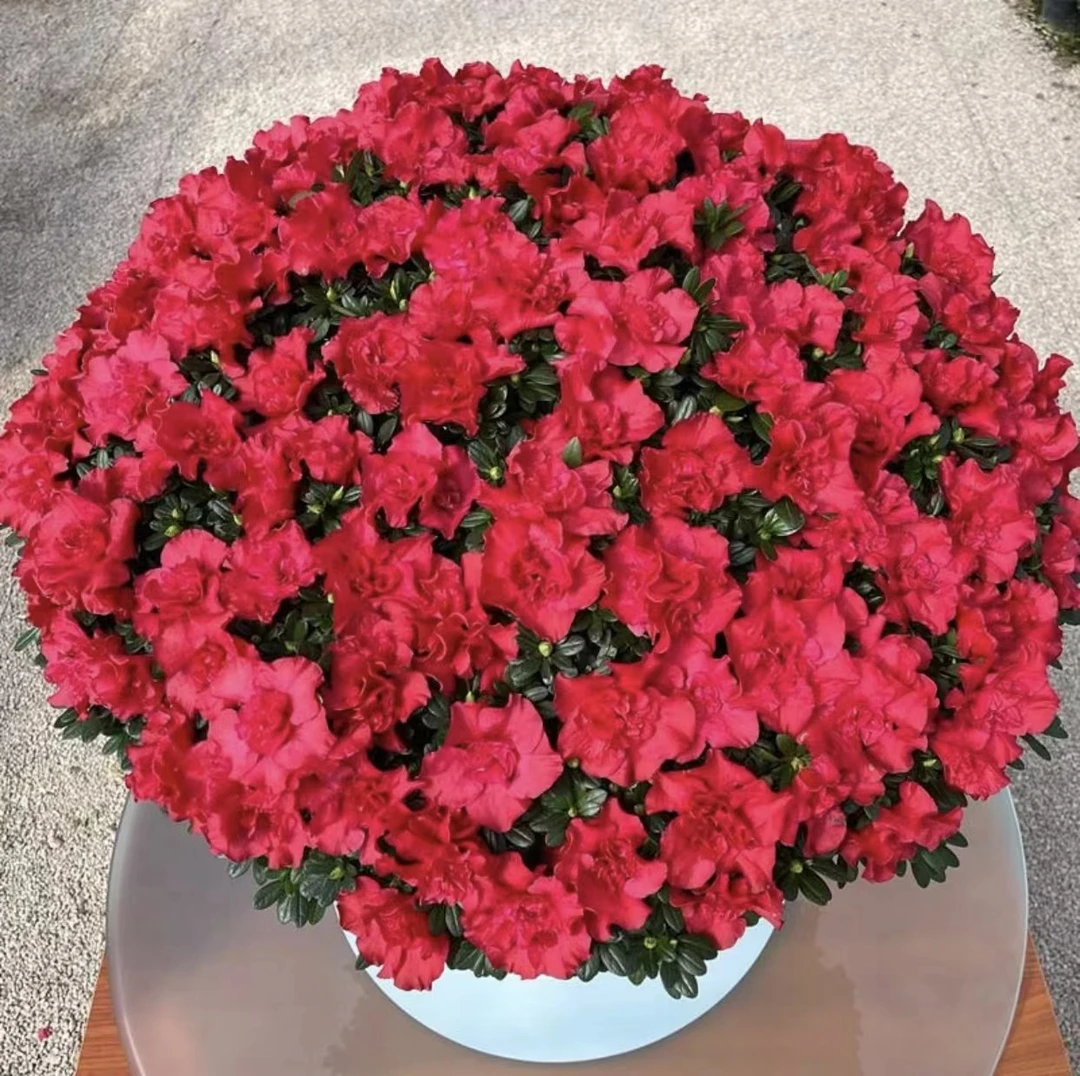 比利时红宝石杨梅红杜鹃花带花苞四季开花庭院地栽家居花卉吸甲醛