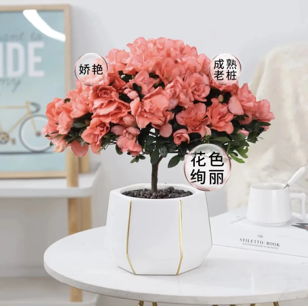 樱桃红粉色杜鹃 带花苞发货四季常青四季开花