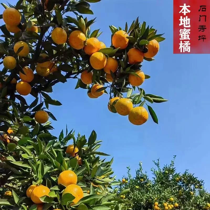 【石门秀坪蜜桔】新鲜采摘 现釆现发 顺丰包邮
