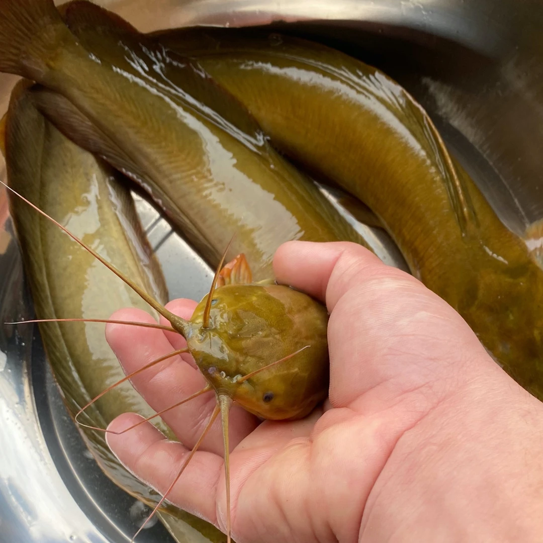 皇妃一号塘角鱼5.0本地塘鲺三黄塘鲺水族活体淡水观赏