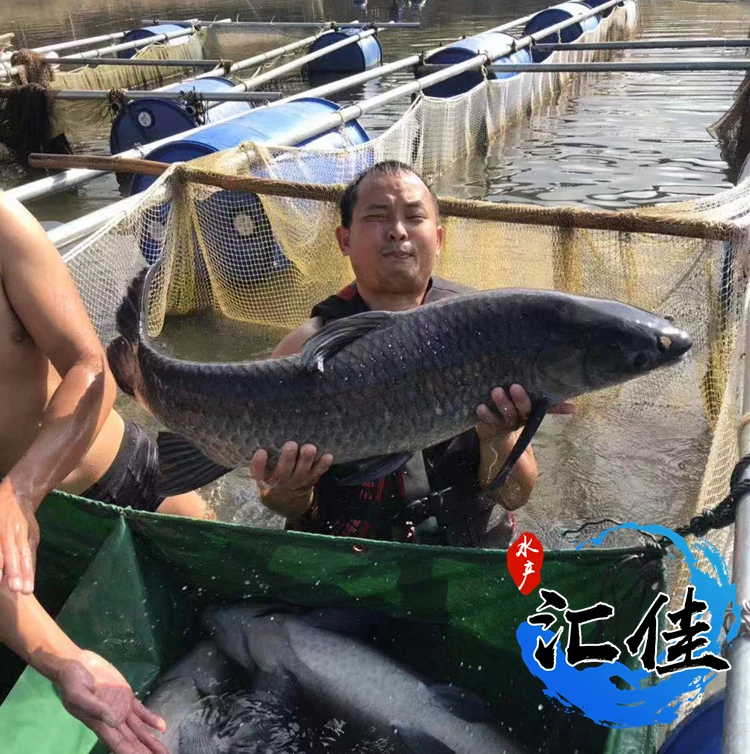 青鱼黑鲩鱼宠物活体观赏淡水包邮包活