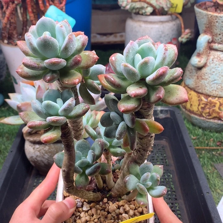 欢喜多肉一物一拍376