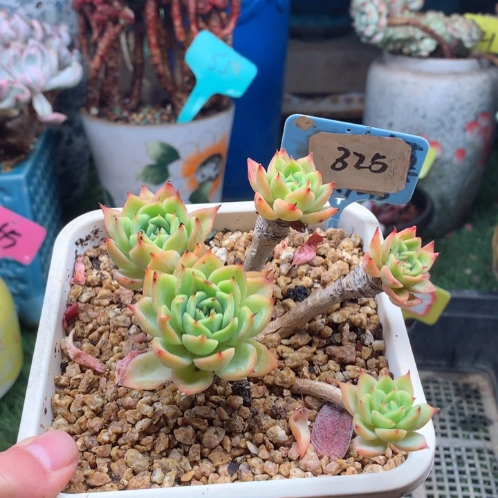 欢喜多肉一物一拍325