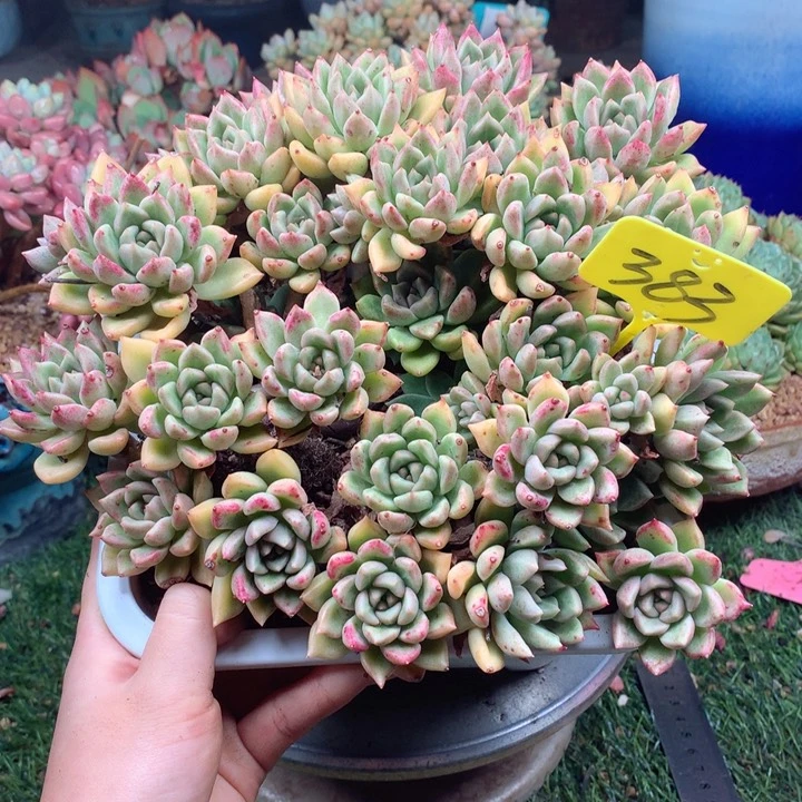 欢喜多肉一物一拍383