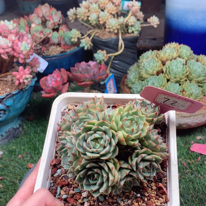 欢喜多肉一物一拍72