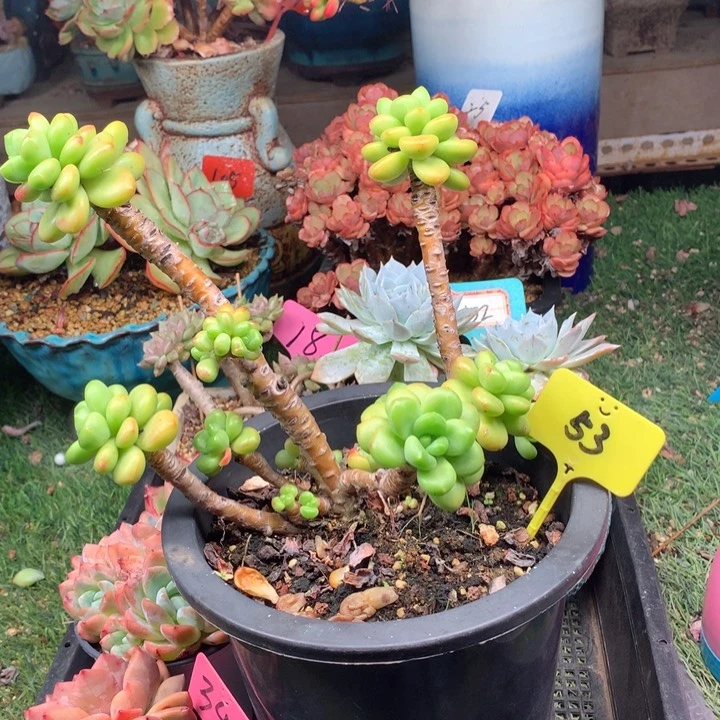 欢喜多肉一物一拍53