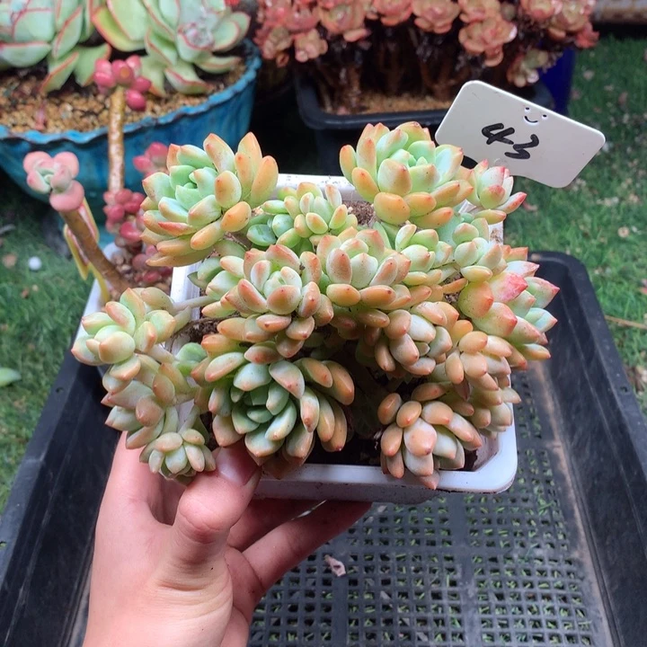 欢喜多肉一物一拍43