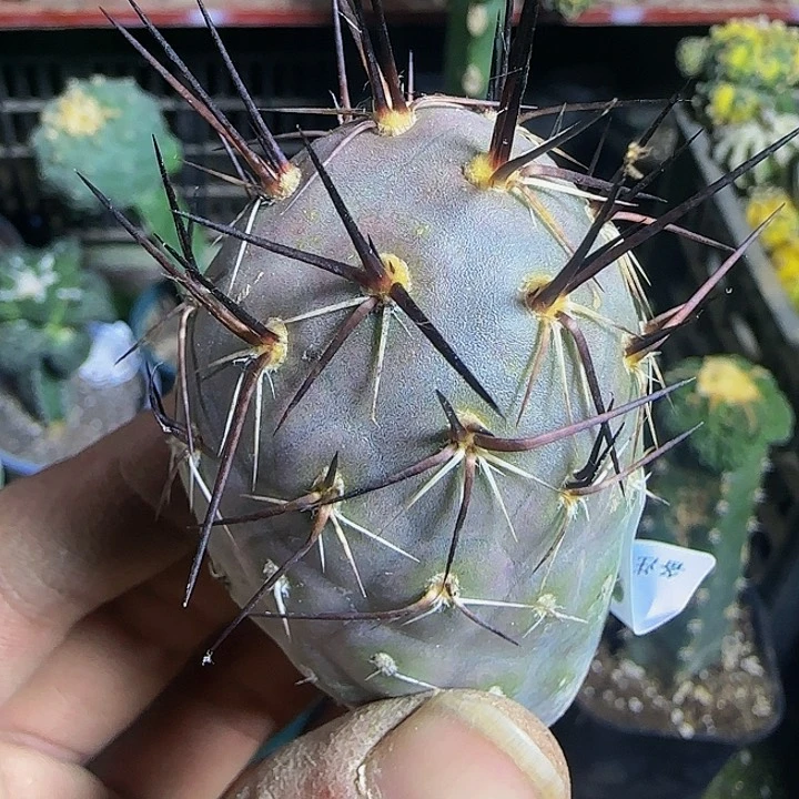 紫皮鹅蛋324仙人球