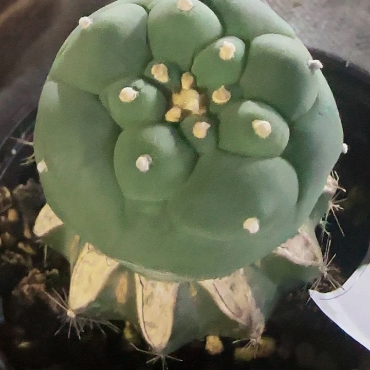 仙845仙人球开花了