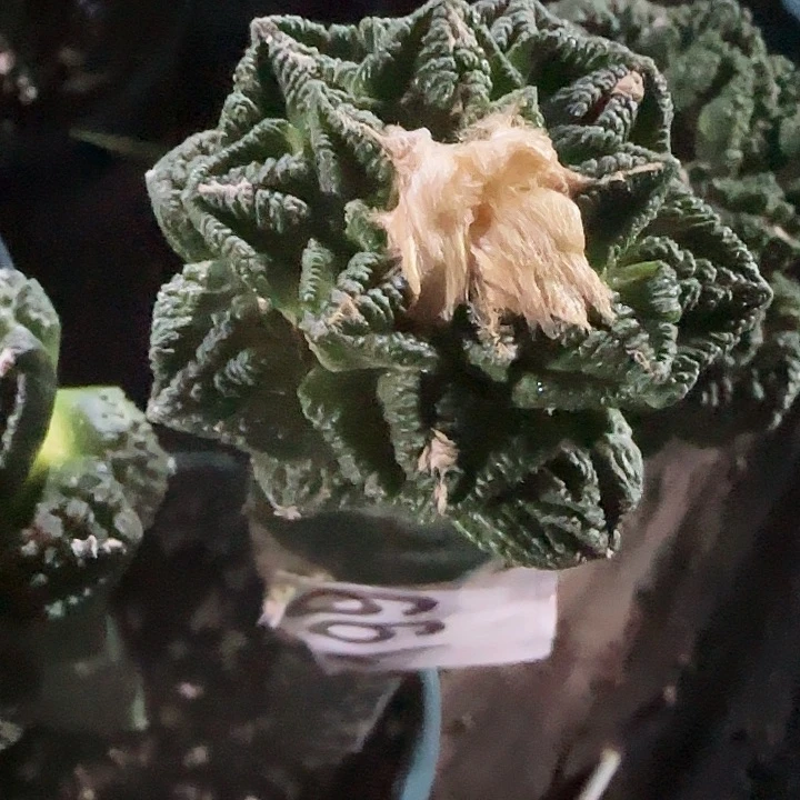 辛顿199仙人球开花