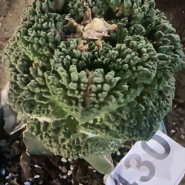 龟甲哥430仙人球