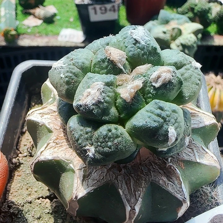 连山401仙人球开花