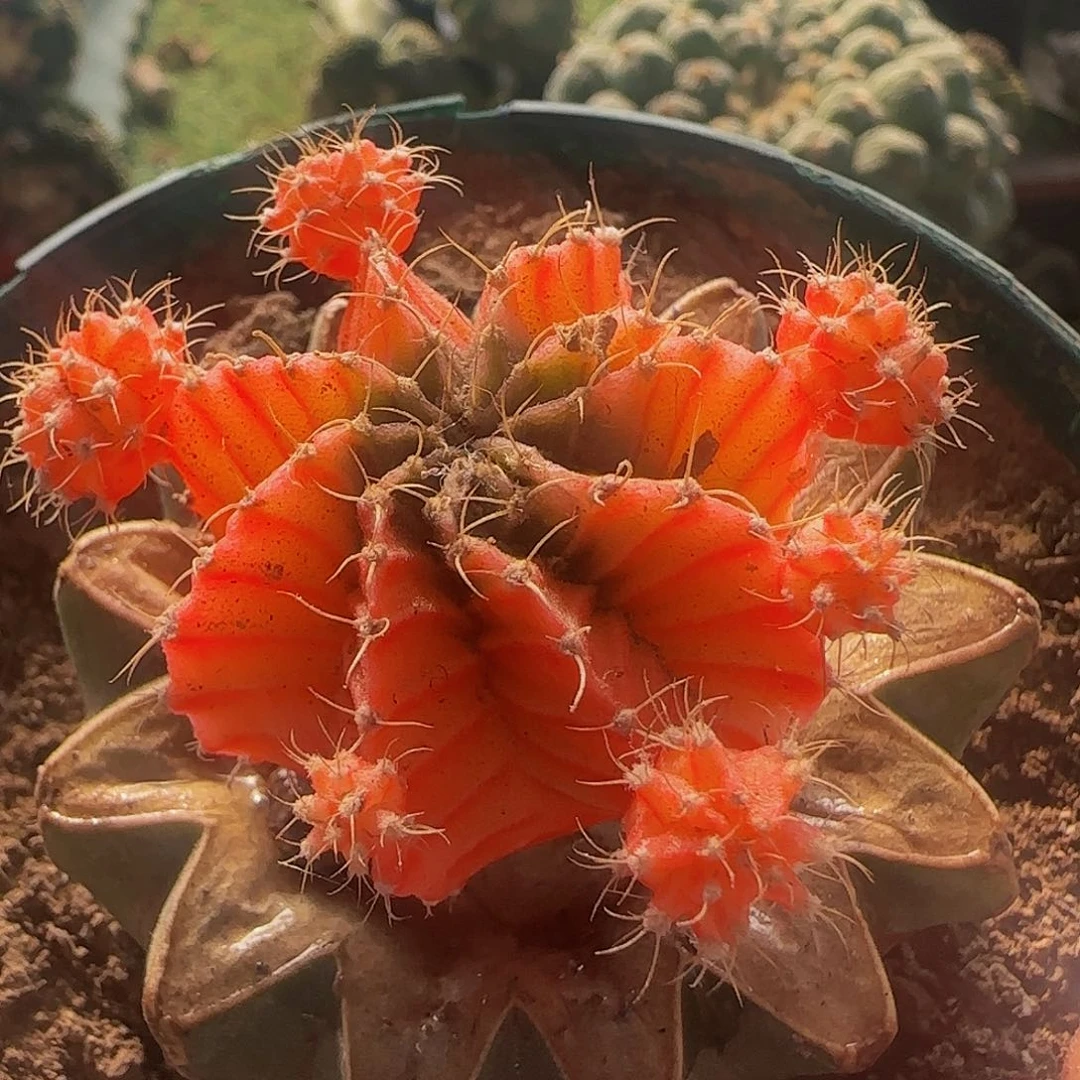 肋骨锦982仙人球