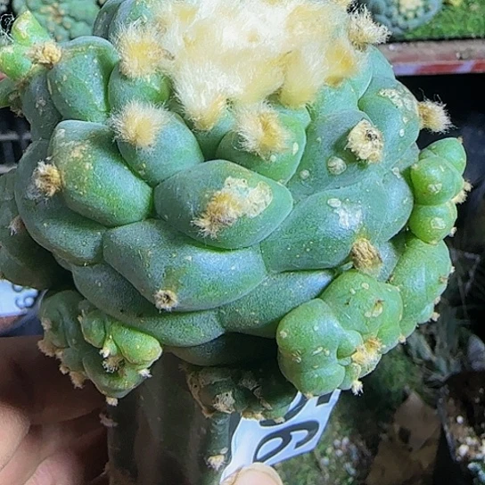 仙群456仙人球开花