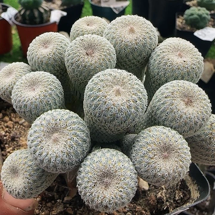 月世界群402仙人球开花