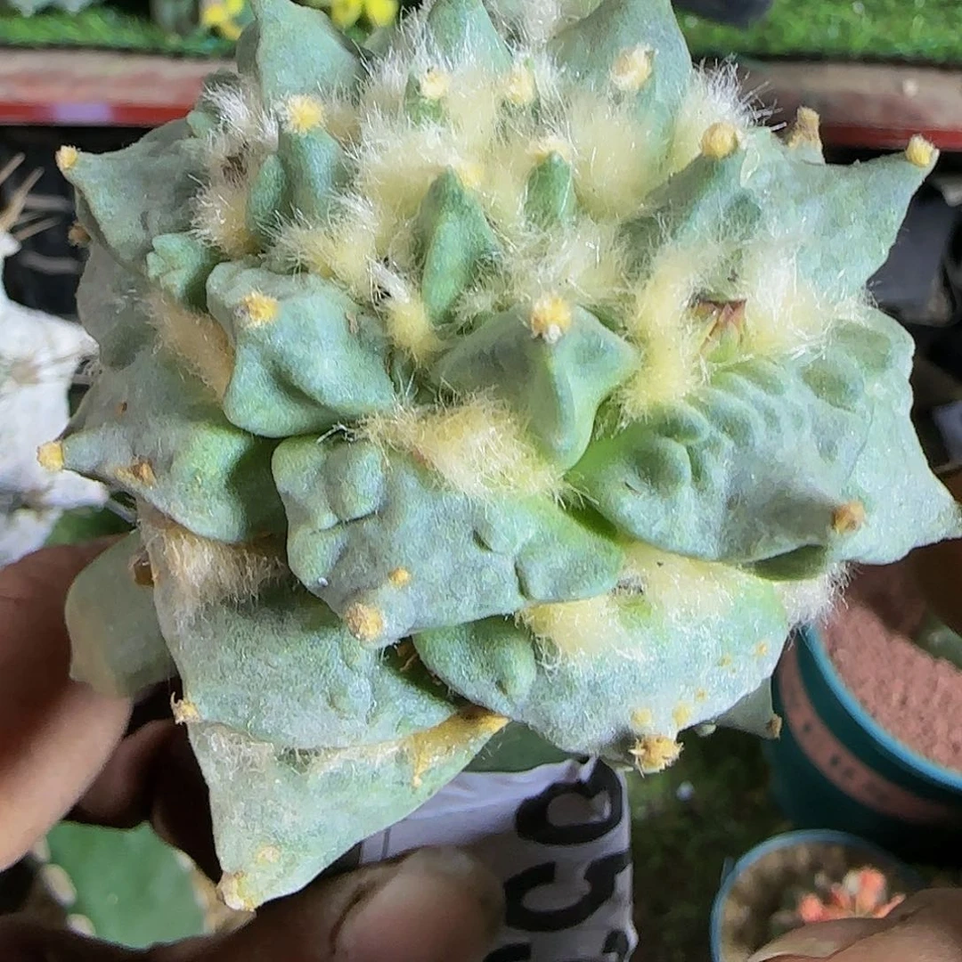 怒涛653仙人球开花