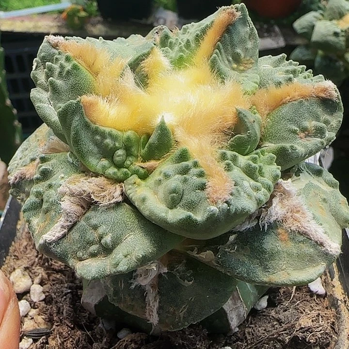 钩尤龟甲怒涛966