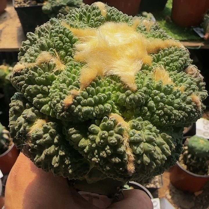 龟甲344仙人球开花